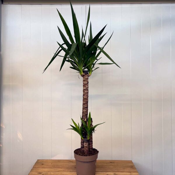 YUCCA ELEGANS