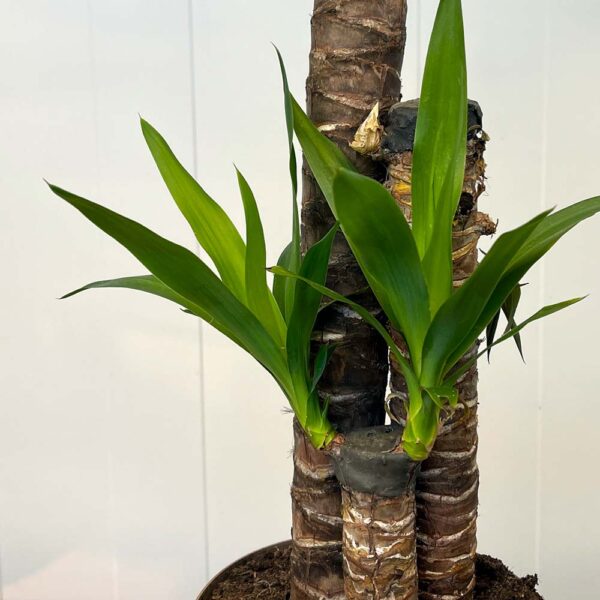 YUCCA ELEGANS - Imagen 3