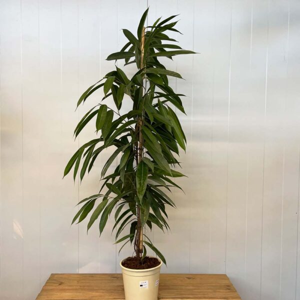 FICUS BINNENDIJKII O FICUS ALII