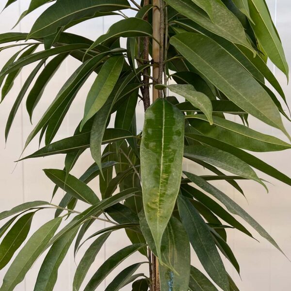 FICUS BINNENDIJKII O FICUS ALII - Imagen 2