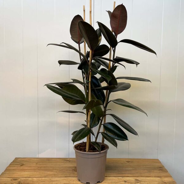 FICUS ELASTICA ABIDJAN - FICUS ROBUSTA ABIDJAN