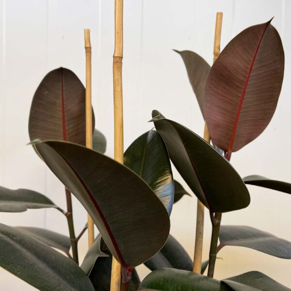 FICUS ELASTICA ABIDJAN - FICUS ROBUSTA ABIDJAN - Imagen 3
