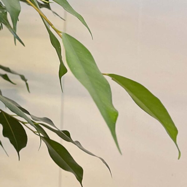 FICUS DANIELLE - Imagen 3