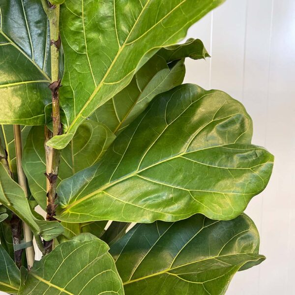 FICUS LYRATA - Imagen 3