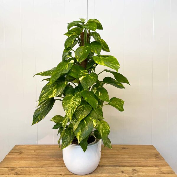 POTUS EPIPREMNUM AUREUM- PHOTO