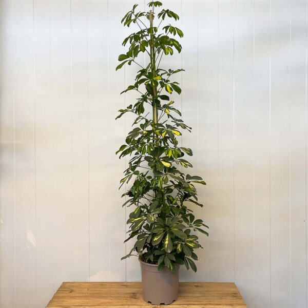 SCHEFFLERA GOLD CAPELLA