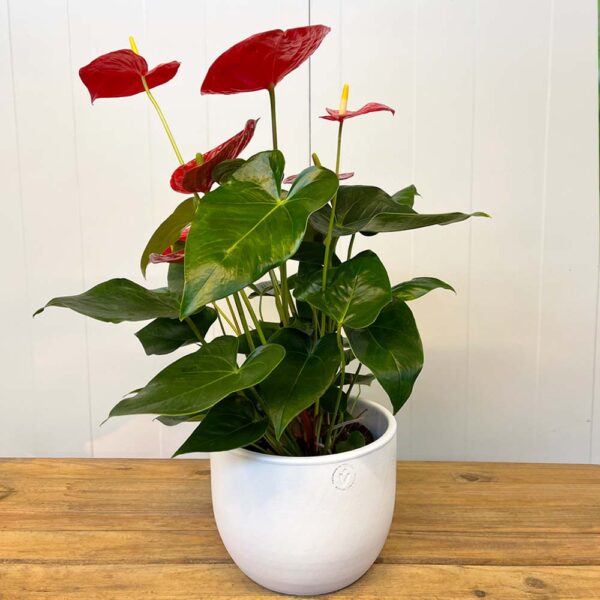 ANTHURIUM