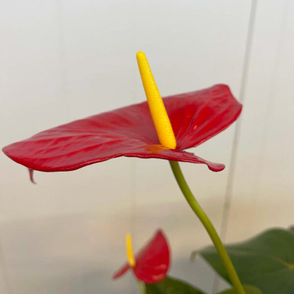 ANTHURIUM - Imagen 2