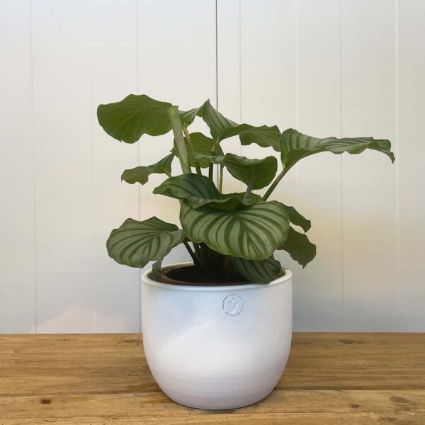 CALATHEA ORBIFOLIA