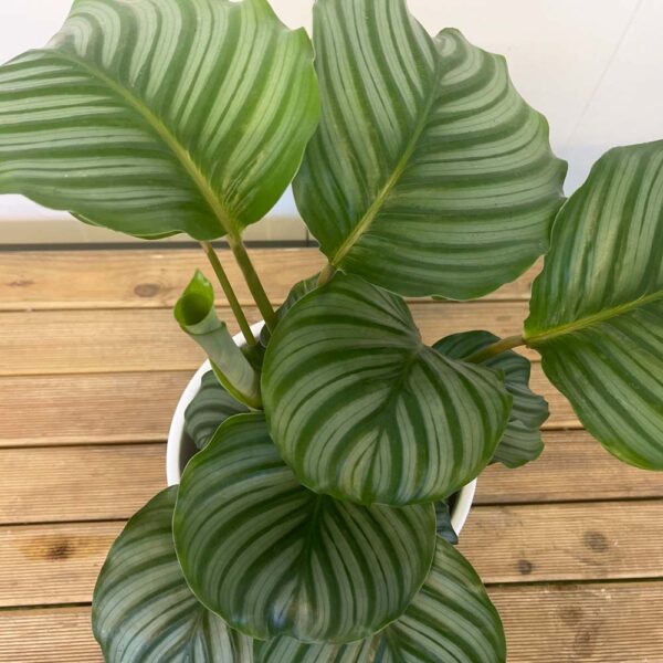 CALATHEA ORBIFOLIA - Imagen 3