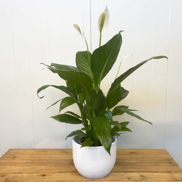 SPATHIPHYLLUM - ESPATIFILO