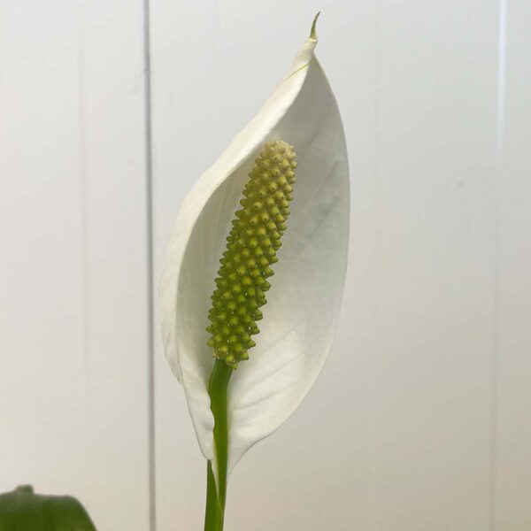 SPATHIPHYLLUM - ESPATIFILO - Imagen 2