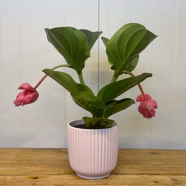 MEDINILLA MAGNIFICA