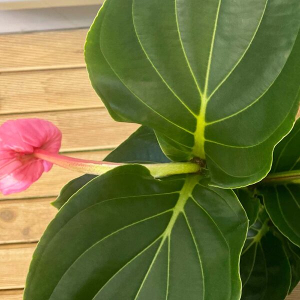 MEDINILLA MAGNIFICA - Imagen 3