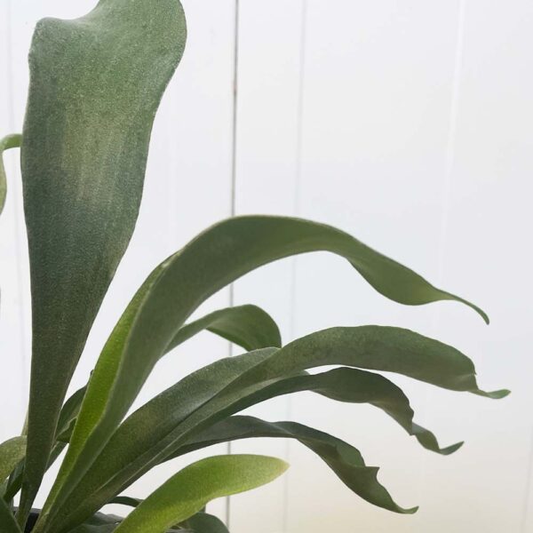 PLATYCERIUM BIFURCATUM - Imagen 2