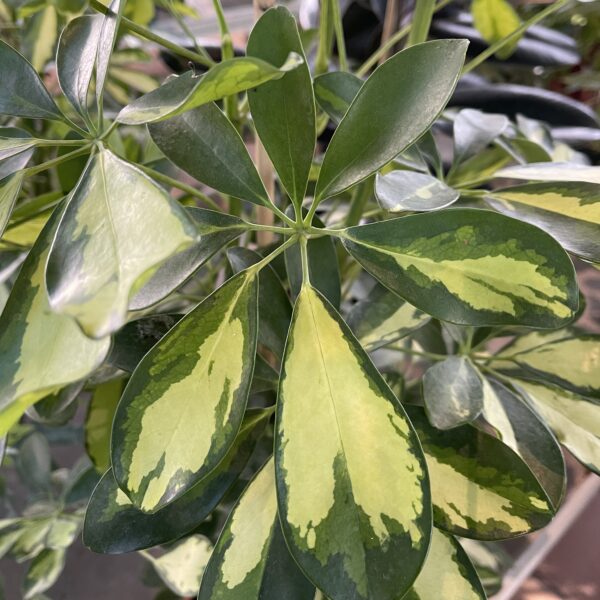 SCHEFFLERA GOLD CAPELLA - Imagen 2