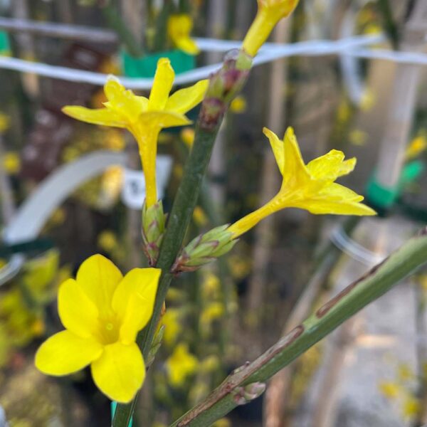 JASMINUM NUDIFLORUM - JAZMÍN DE INVIERNO