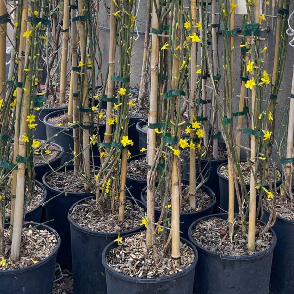 JASMINUM NUDIFLORUM - JAZMÍN DE INVIERNO - Imagen 2