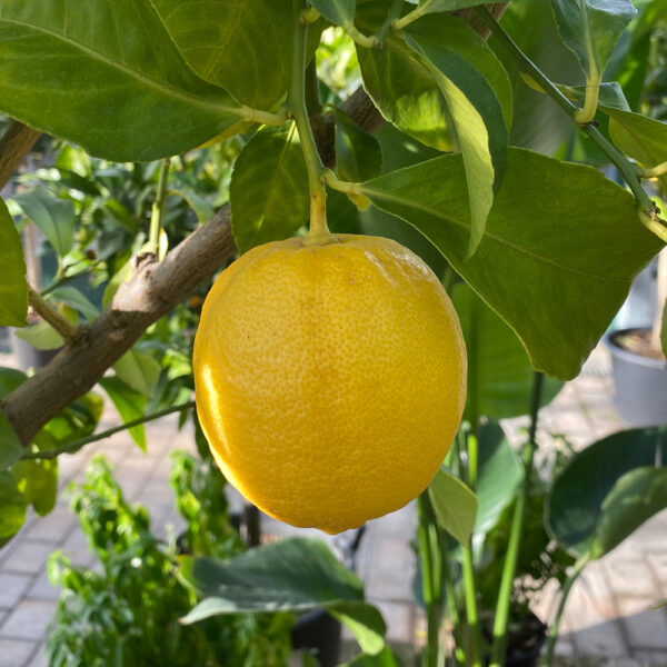 CITRUS LIMON, LIMONERO