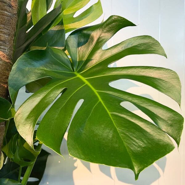 MONSTERA DELICIOSA - Imagen 2