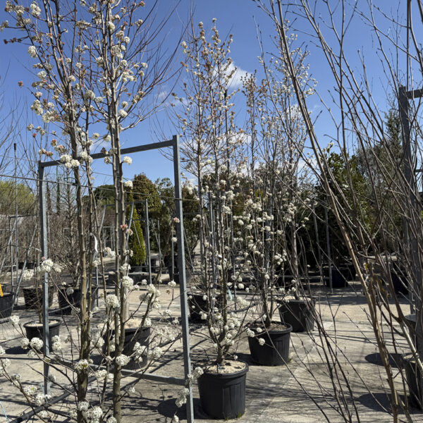 INICIO DE LA PRIMAVERA
