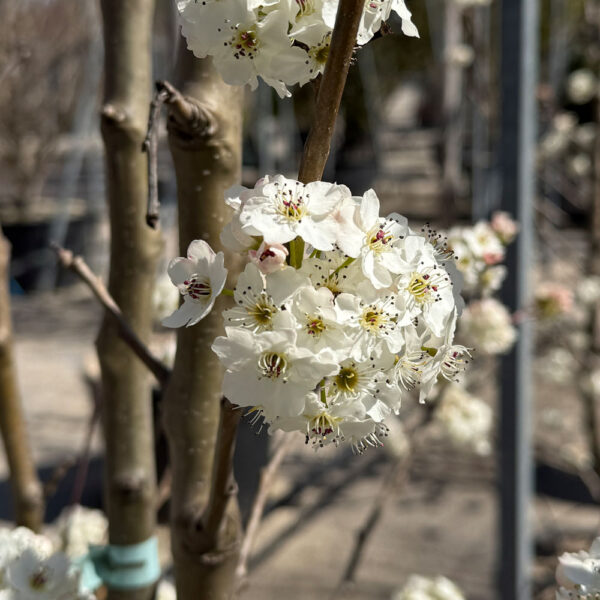 INICIO DE LA PRIMAVERA