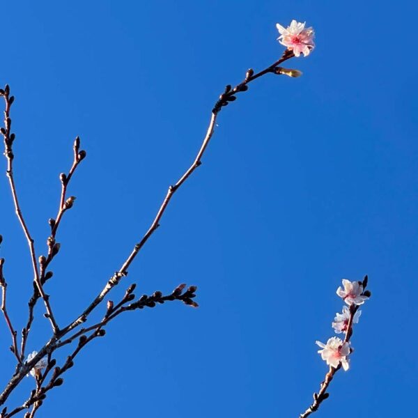 PRUNUS SUBHIRTELLA "AUTUMNALIS" - Imagen 3