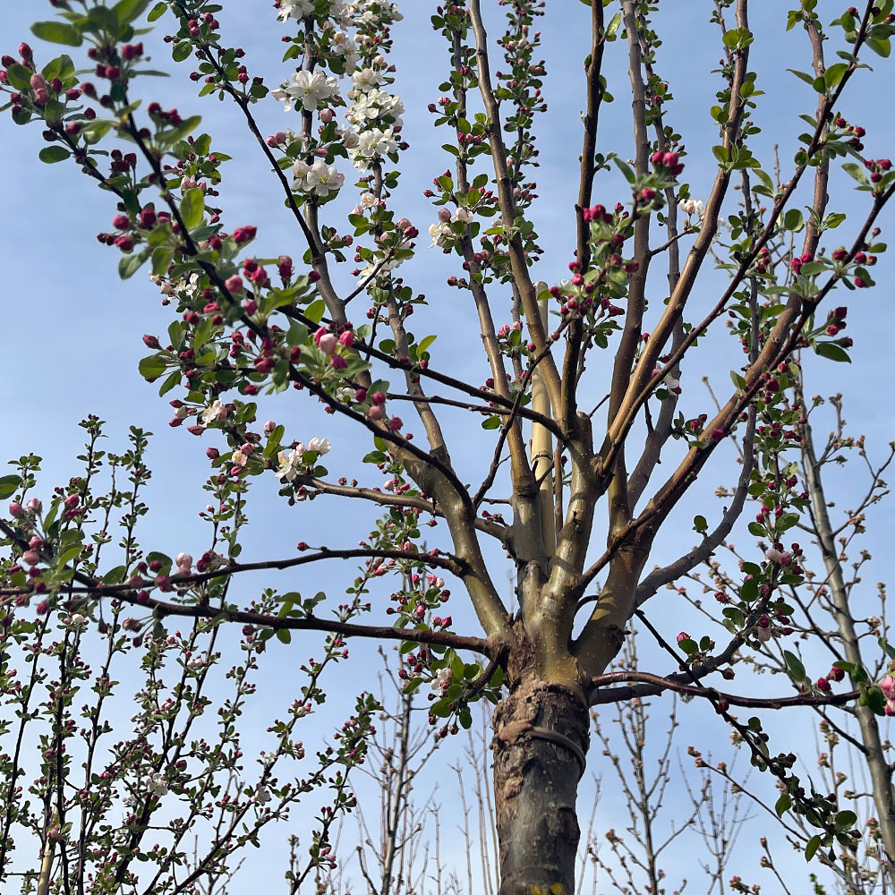 MALUS PERPETU "EVERESTE" - Imagen 2