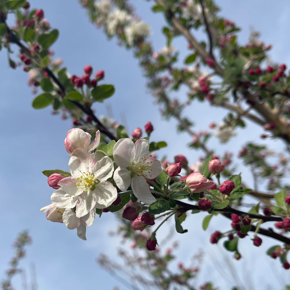 MALUS PERPETU "EVERESTE"