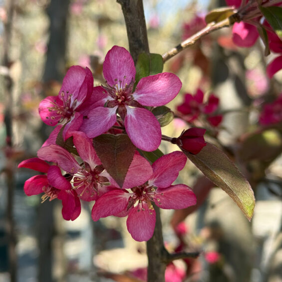 FOTO INICIO DE LA PRIMAVERA