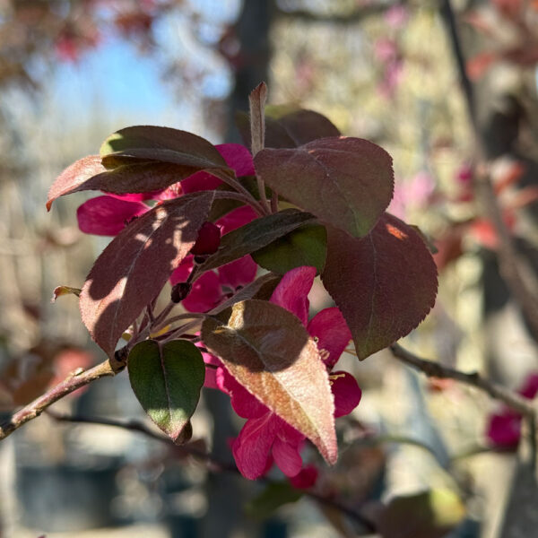 FOTO INICIO DE LA PRIMAVERA