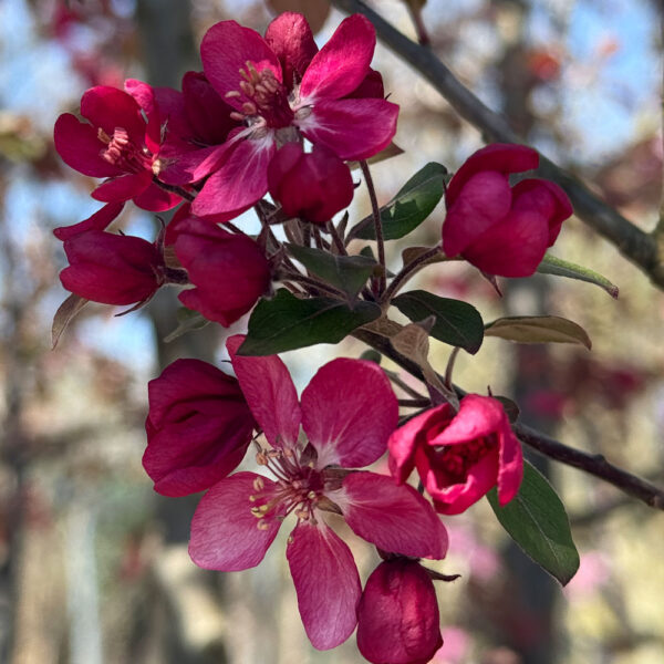 FOTO INICIO DE LA PRIMAVERA
