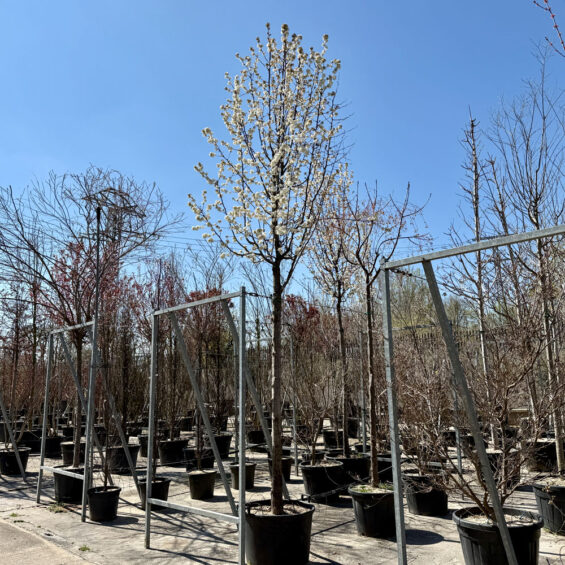 INICIO DE LA PRIMAVERA