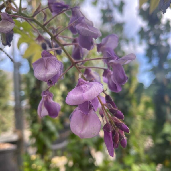 WISTERIA SINENSIS - GLICINIA - Imagen 2