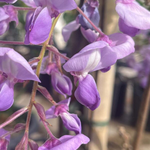 WISTERIA SINENSIS - GLICINIA - Imagen 3