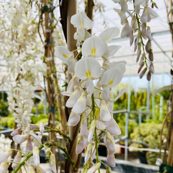 WISTERIA SINENSIS - GLICINIA
