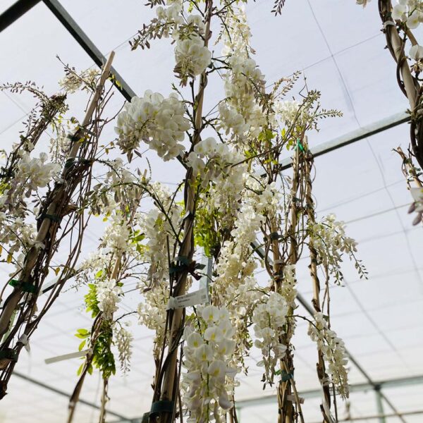 WISTERIA SINENSIS - GLICINIA - Imagen 4