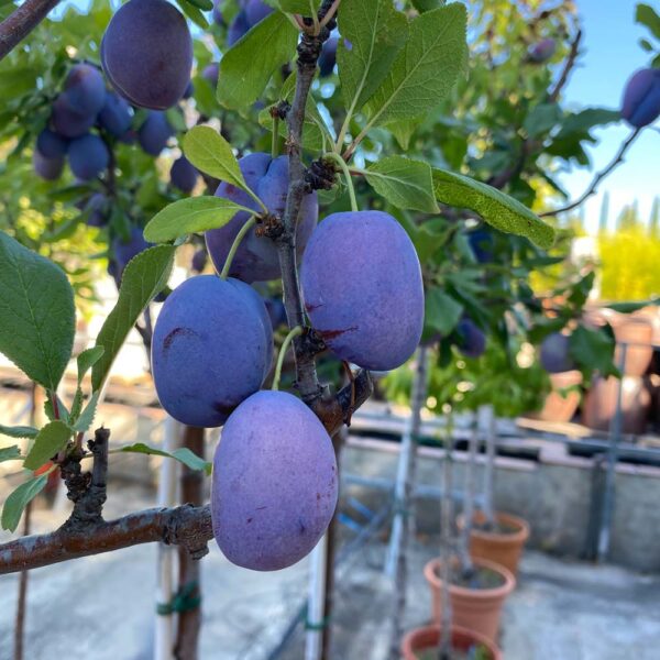 PRUNUS DOMESTICA, CIRUELO - Imagen 2