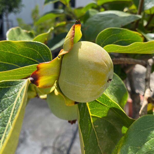DIOSPYROS KAKI, CAQUI - Imagen 2