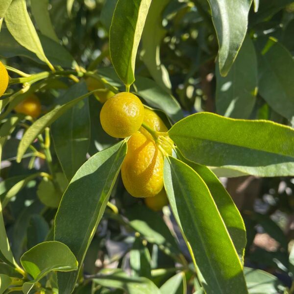 CITROFORTUNELLA FLORIDANA, LIMEQUAT - Imagen 2