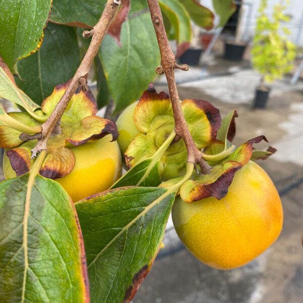 DIOSPYROS KAKI, CAQUI
