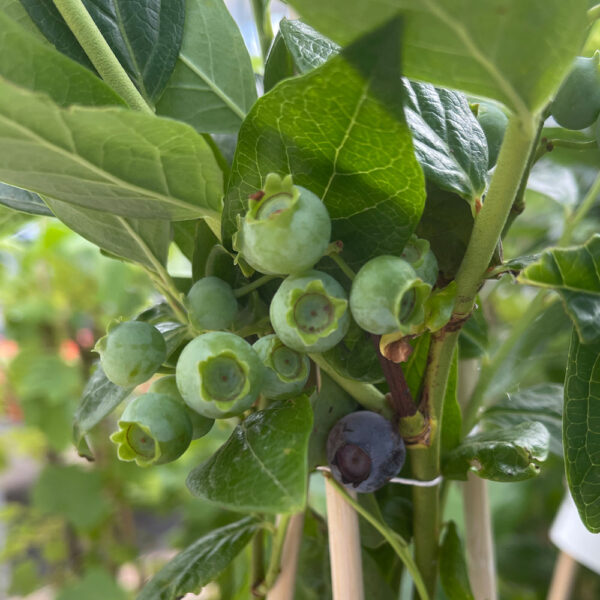 VACCINIUM CORYMBOSUM, ARANDANO - Imagen 2