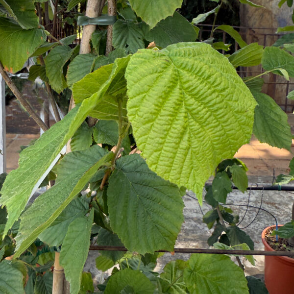 CORYLUS AVELLANA, AVELLANO