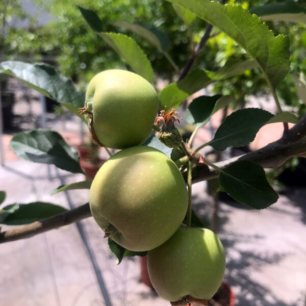 MALUS COMMUNIS, MANZANO (Distintas variedades)