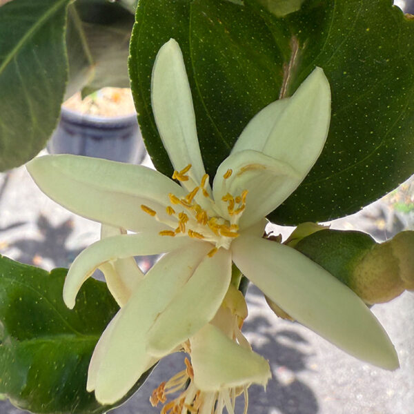CITRUS RETICULATA, MANDARINO
