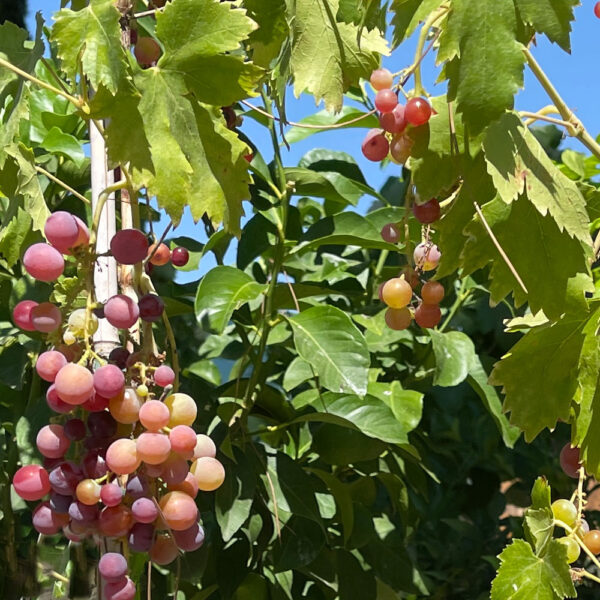 VITIS VINIFERA, PARRA