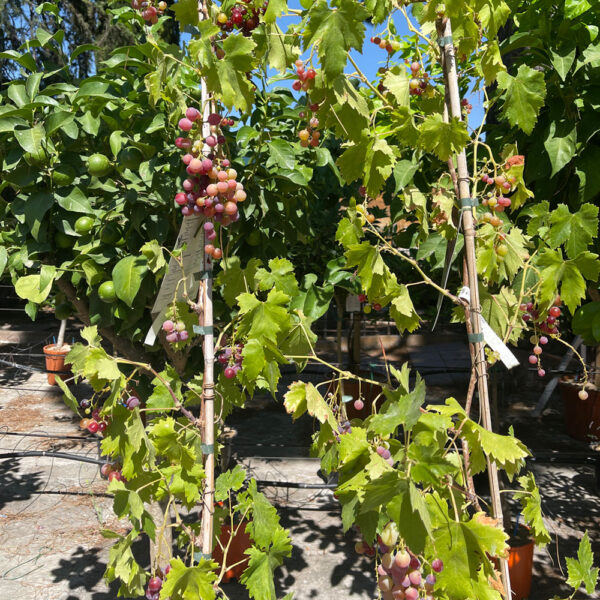 VITIS VINIFERA, PARRA - Imagen 2