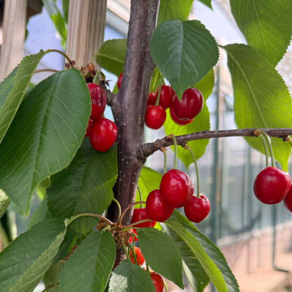 PRUNUS AVIUM, CEREZO DULCE