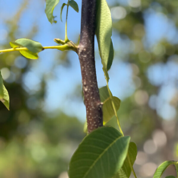JUGLANS REGIA, NOGAL - Imagen 2