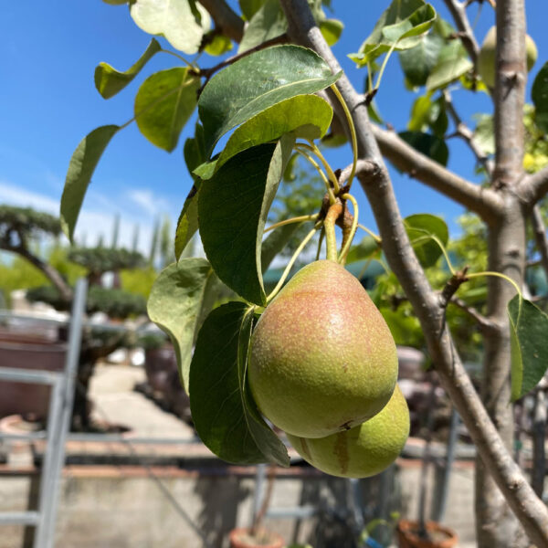 PYRUS COMMUNIS, PERAL